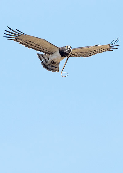 Black-breasted Snake Eagle with prey